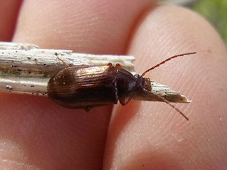 Gonodera luperus