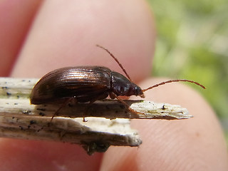 Gonodera luperus