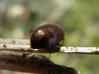 Gonodera luperus