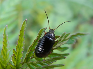 Gonodera luperus