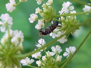 Grammoptera ruficornis