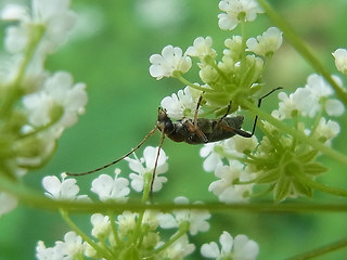 Grammoptera ruficornis