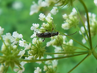 Grammoptera ruficornis