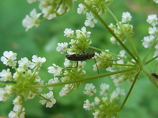 Grammoptera ruficornis