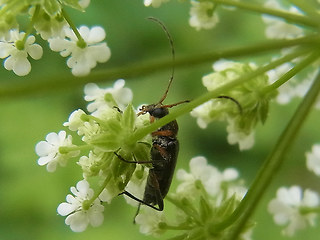 Grammoptera ruficornis