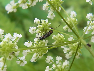 Grammoptera ruficornis