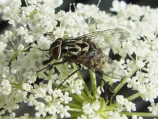 Graphomya maculata