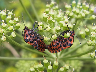 Graphosoma italicum