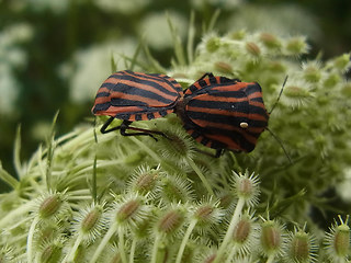 Graphosoma italicum