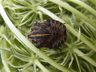 Graphosoma italicum