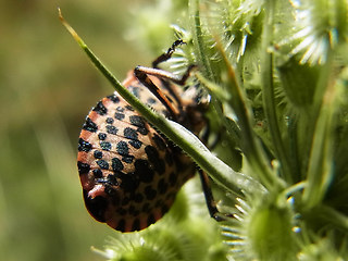 Graphosoma italicum