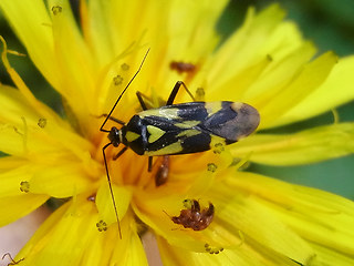 Grypocoris sexguttatus