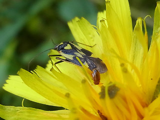 Grypocoris sexguttatus