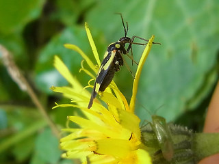 Grypocoris sexguttatus