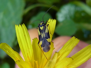 Grypocoris sexguttatus