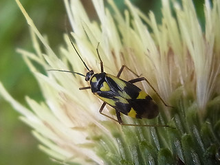 Grypocoris sexguttatus