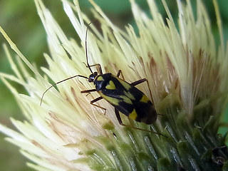 Grypocoris sexguttatus