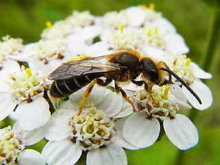 Halictus rubicundus