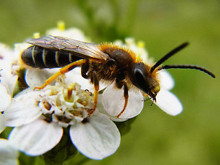 Halictus rubicundus