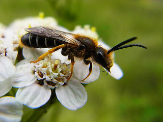 Halictus rubicundus