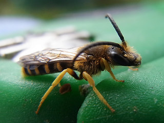 Halictus sexcinctus