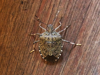 Halyomorpha halys