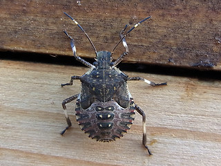 Halyomorpha halys