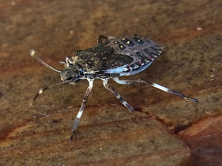 Halyomorpha halys