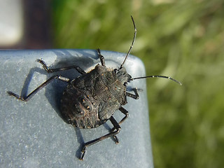 Halyomorpha halys