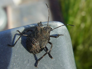 Halyomorpha halys