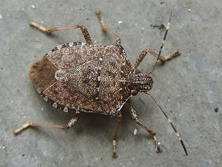 Halyomorpha halys