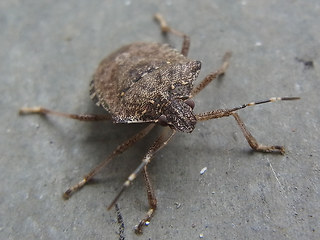 Halyomorpha halys