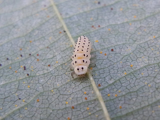 Halyzia sedecimguttata