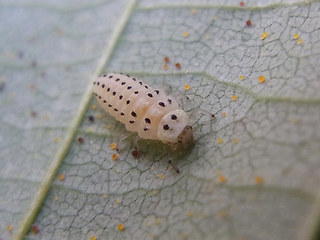 Halyzia sedecimguttata