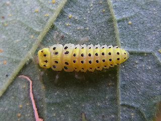 Halyzia sedecimguttata