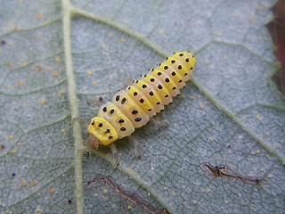 Halyzia sedecimguttata