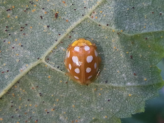 Halyzia sedecimguttata