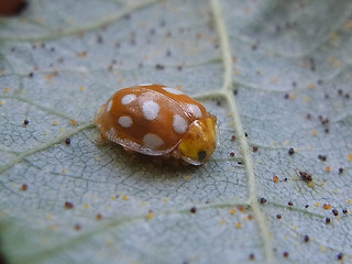 Halyzia sedecimguttata