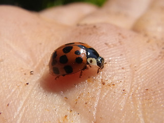 Harmonia axyridis