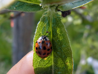 Harmonia axyridis