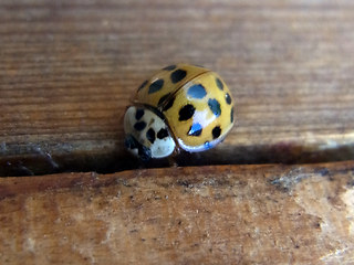 Harmonia axyridis