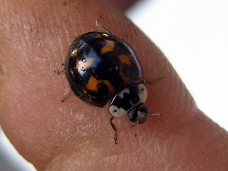 Harmonia axyridis