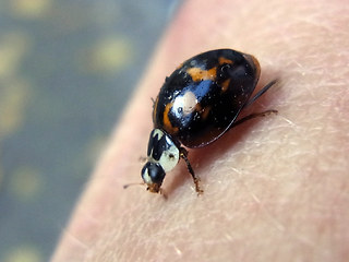 Harmonia axyridis