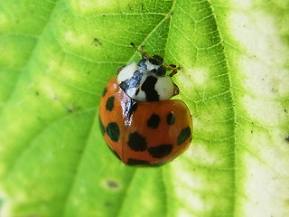 Harmonia axyridis