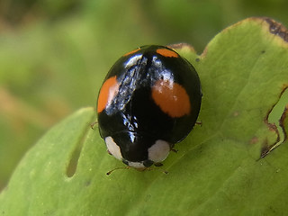 Harmonia axyridis