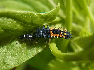 Harmonia axyridis