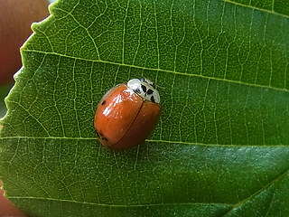 Harmonia axyridis