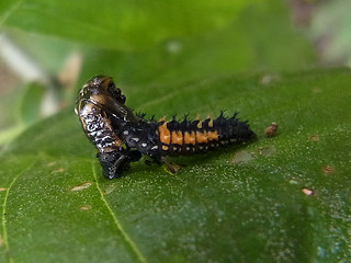 Harmonia axyridis