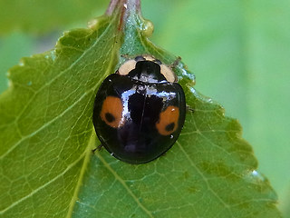 Harmonia axyridis