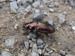 Harpalus distinguendus